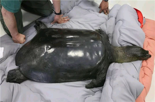 ##比熊猫还珍贵的“国宝”，全球仅存3只，美国疑似发现第4只行踪？