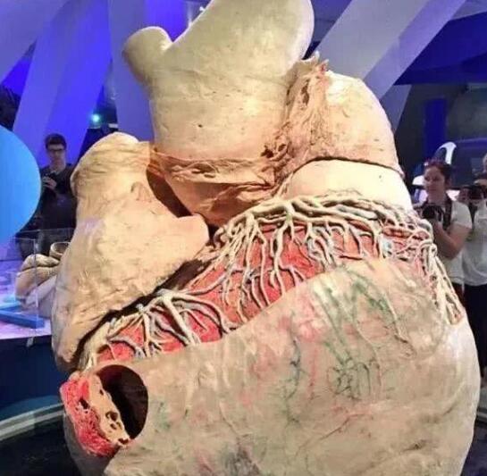 【鲸鱼】一条鲸鱼的心脏有多大？了解真相后，网友大开眼界