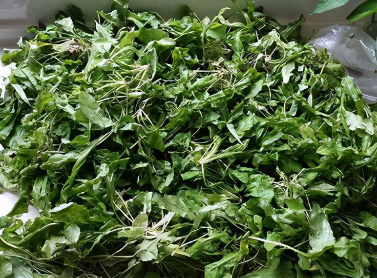 荠菜|秋天第一鲜还有最后一茬，买回来焯水再储存，冬天包成饺子吃特鲜