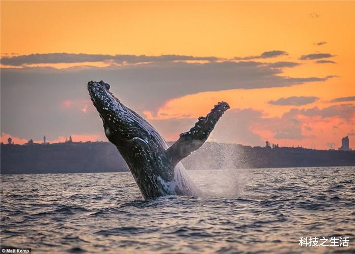 鲸鱼■鲸鱼拼命上岸,科学家解剖尸体后,真相令在场的人汗颜!