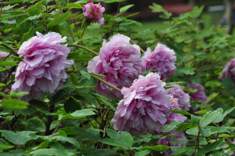 【生肖】6月中旬遇财神爷，横财不断，最容易暴富的生肖