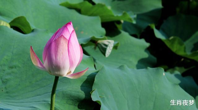 『生肖』4月，认清真爱，重归于好，3生肖破镜重圆，邂逅旧情人，再次相爱