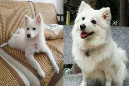 这三对常见的宠物犬，你能分的清吗？堪称宠物犬中的双胞胎！