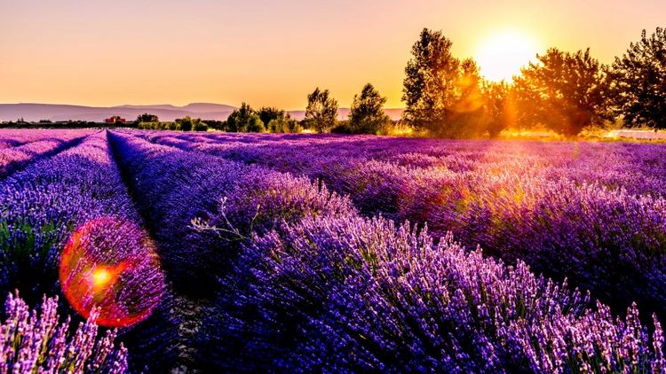 生肖|九月上旬，好运来，事事都能如愿，生活过得光彩夺目的四大生肖