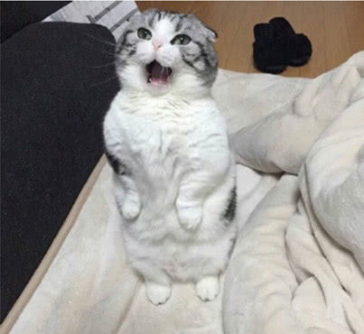 居然拿小鱼干说事，被逼急猫咪发飚，表情姿势一步到位