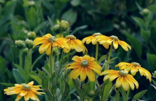 #生肖#妈妈属哪个生肖，子女智商高，长大后出息不会小，日后成栋梁