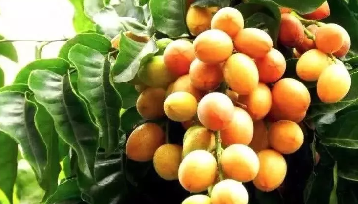 『水果』这种水果很多人都没吃过！老中医说：它全身都是宝！