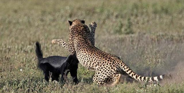 美国食品药品监督管理局|平头哥的克星是什么？