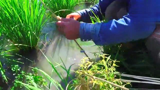 @插竿钓法:省事省心的钓取昂贵渔获的同时,领略古老钓法的乐趣