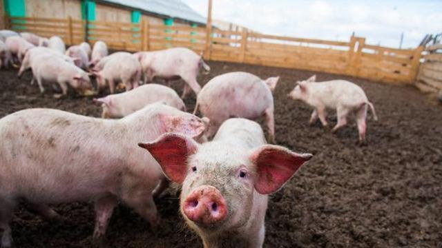 猪肉@猪价14元，猪肉28元，怪谁？