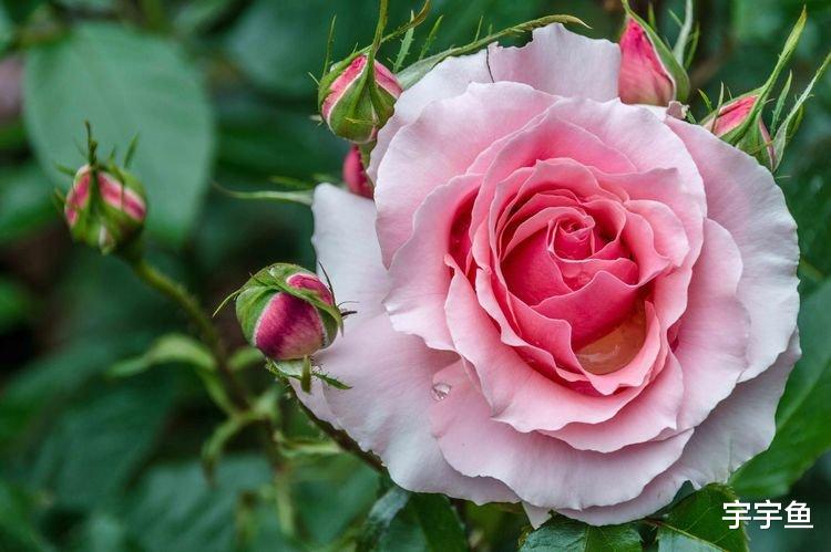 旧爱|在9月份，旧爱回头，痴情依旧，四大星座不忘初心，此生再不分手