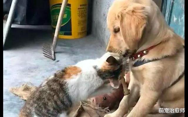 主人以为猫咪在亲金毛，结果却发现它是在吃狗嘴边的肉，太馋了！