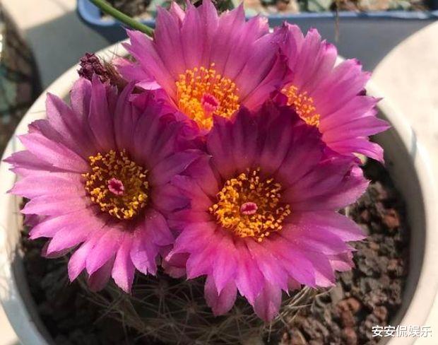 射手座@未来两周，红鸾入梦，明月情依依，旧爱和解，心甘情愿，白首相牵