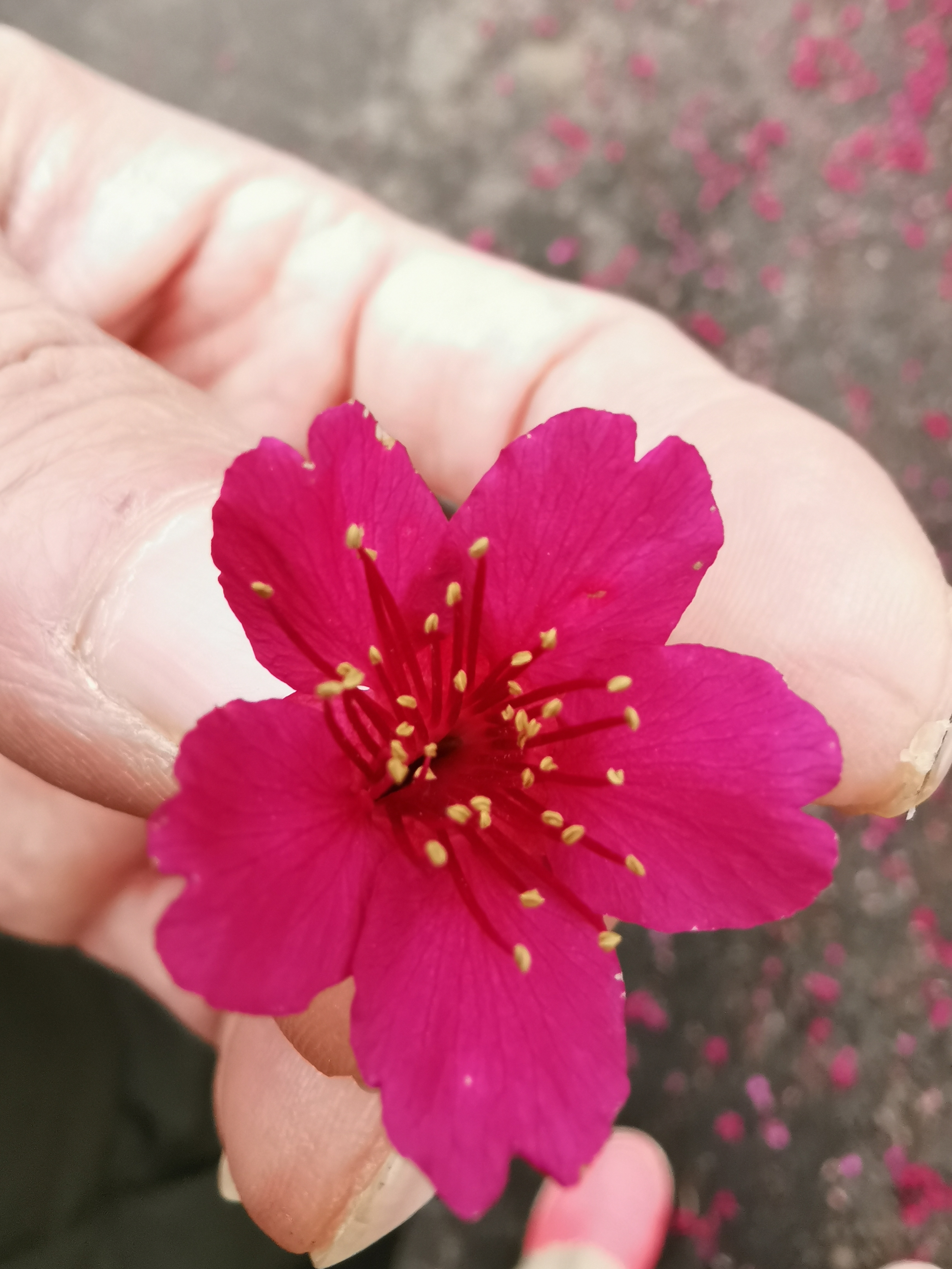 『』开在2020年春风里的“山樱花”