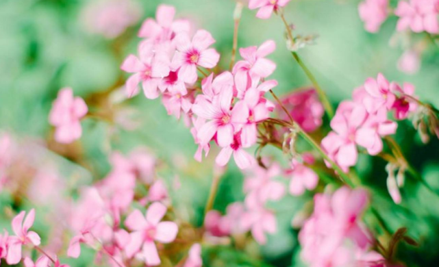 巨蟹座|在9月25号钱财大赚，大富大贵，多发多赚的三生肖
