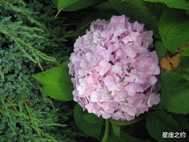 狮子座|在8月中旬，百折不挠，奋不顾身，坚强不屈的三大星座