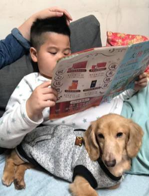 狗有主人会更幸福？幸运流浪狗被人领养，生活和外貌完全变了样