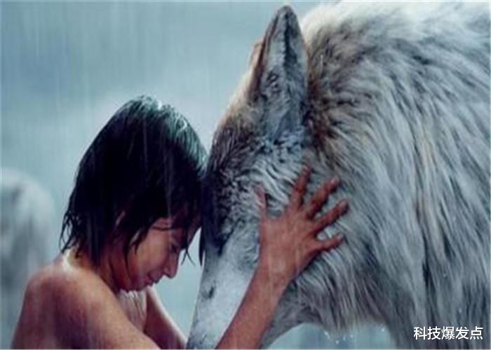 「黑洞」狼群遇上人类婴儿，为什么会选择将其养大？难道它们通人性吗？