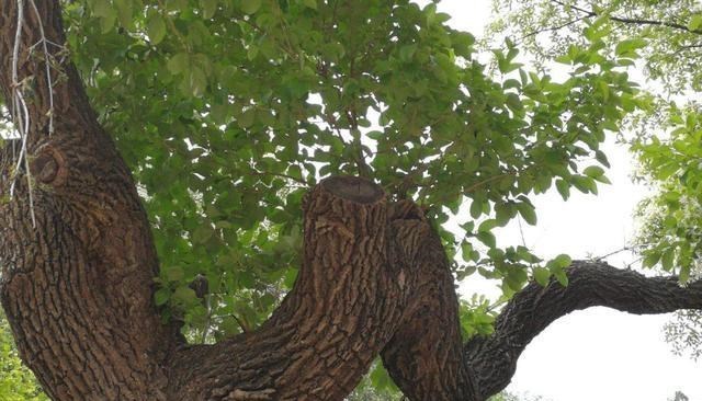 |地球上只剩一棵的“神树”,就在中国,一两黄金换不到一两木屑