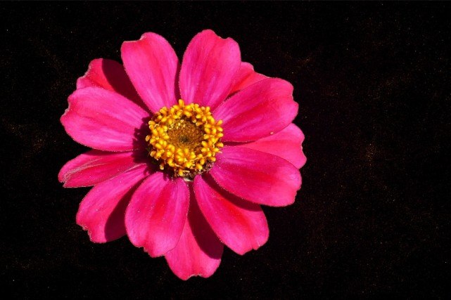 #生肖#7月中旬，四大生肖天赐良缘，桃花朵朵，坠入爱河，告别单身！