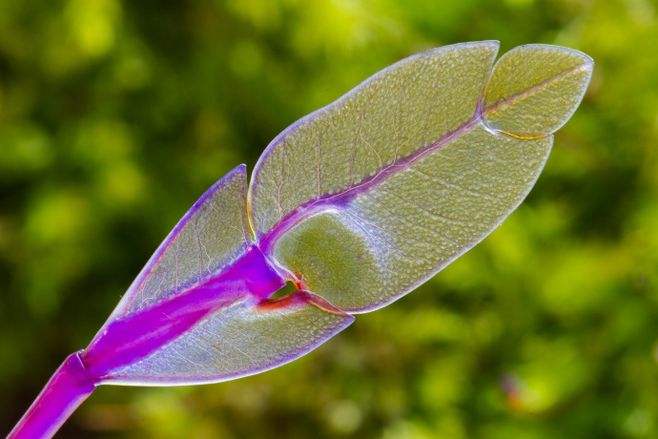 「」世界上剧毒蜈蚣,尾巴上长着羽毛,普通人难得一见