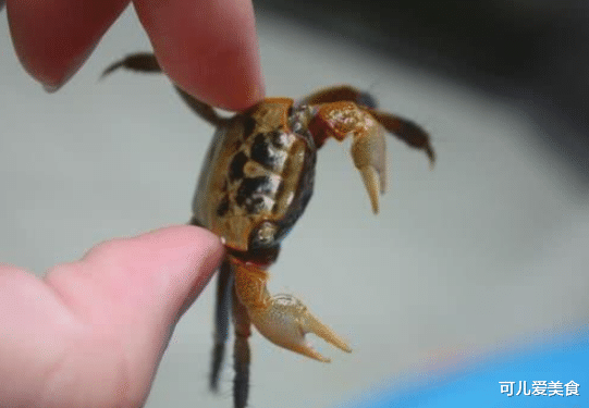 [螃蟹]它被称作是“天下奇鲜”，10斤都吃不出1两肉，海边人却抢着买！