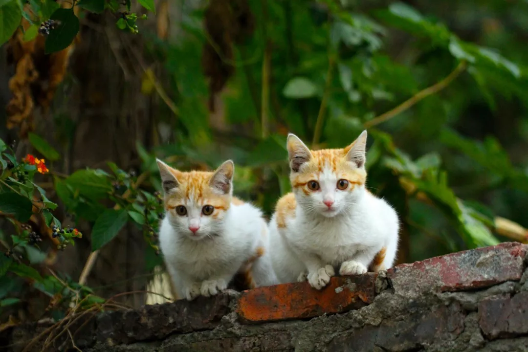 不刷春运免六怕，领个萌娃过大年！