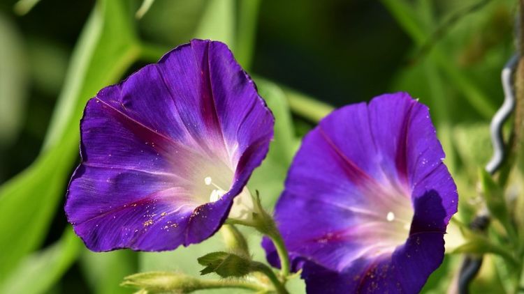 生肖|8月，往日旧情，重现于心，4生肖挽回真爱，彼此牵手，余生共度