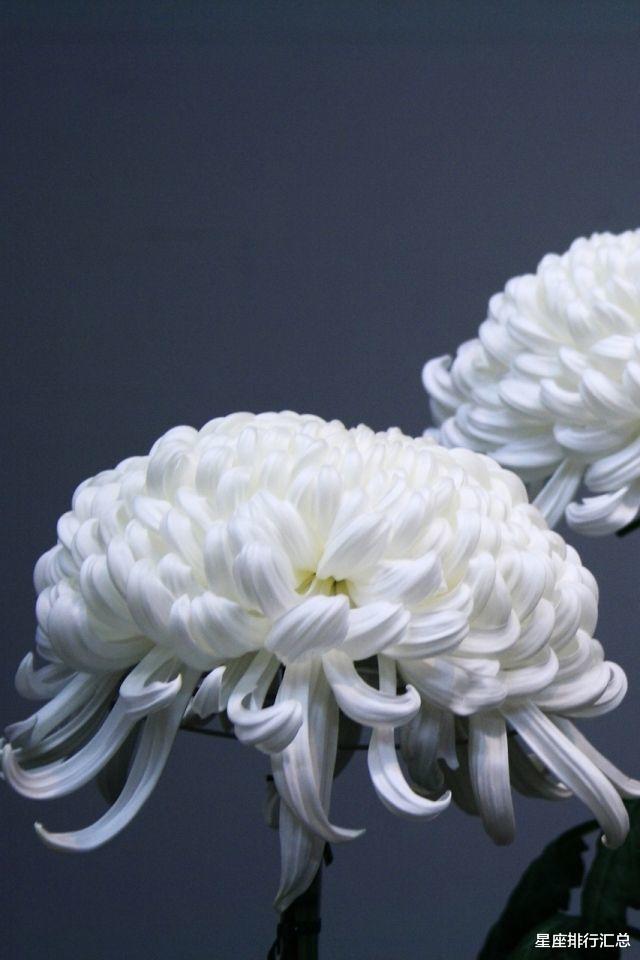 生肖|这几个星座恋爱会回头，像从前那样，重新接受重新开始