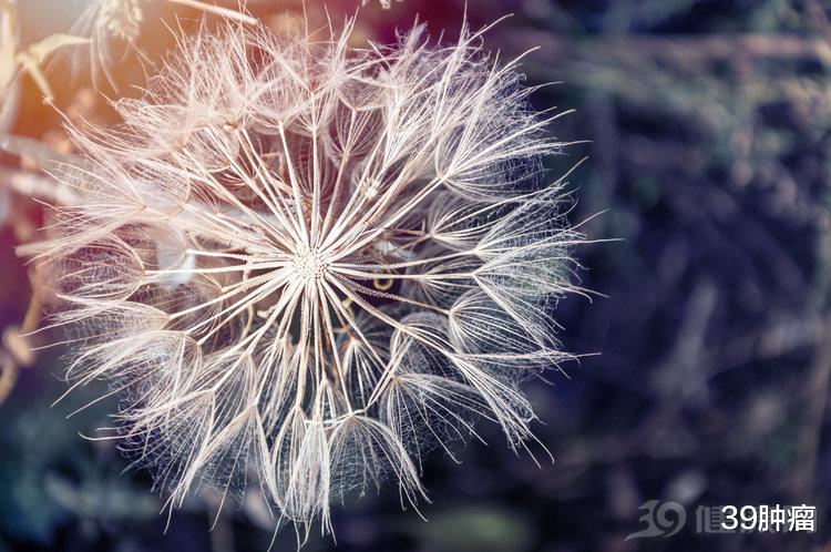 [肝脏]蒲公英根48小时内可杀死98%癌细胞，这一说法是真的吗？