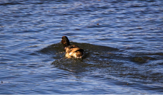 滇讯 世界“极危”青头潜鸭连续两年现身云南保山