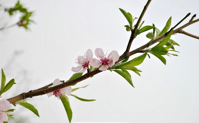 「生肖」6月25号，3生肖运势放晴，生意兴隆，赚钱本领越来越强