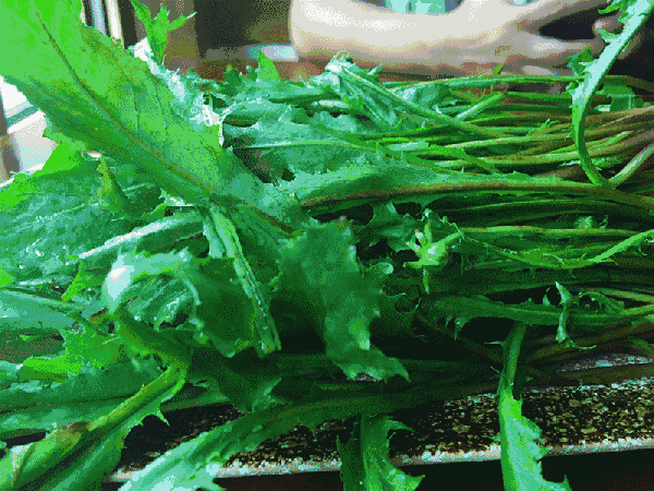 秦皇岛：秦皇岛舌尖上的春天，不可辜负的当季美味！