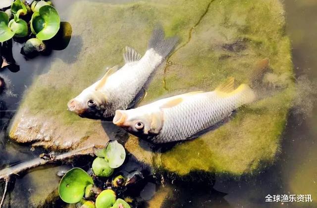 「鲤鱼」六月份如何钓鲤鱼?这三个细节没有忽视,上鱼才会更多更快