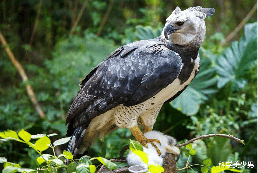 树懒|树懒这么慢,为什么没灭绝?科学家:经常拉着粑就被吃了