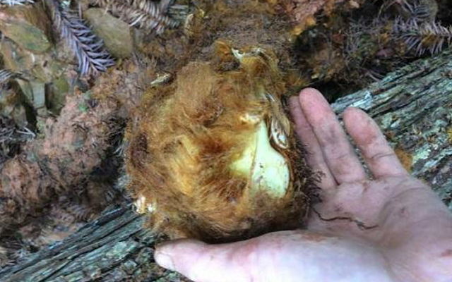 |谁家若有发现这种植物，请保护起来，它为珍贵物种，很稀少