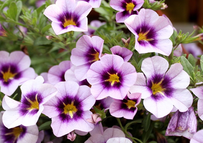 属牛▲生肖牛5.6日必有天大之喜,再不接就溜走了!