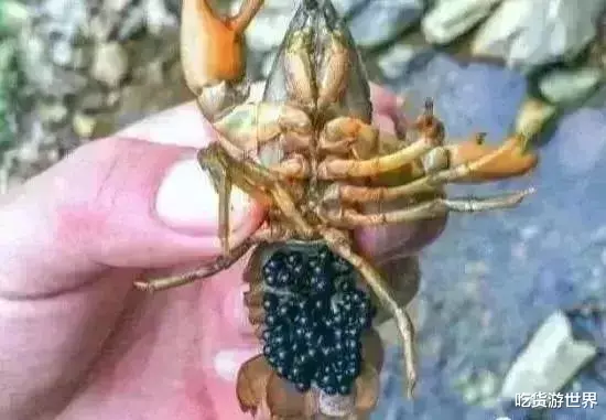「小龙虾」7种河里正在消失的野味，第3个很常见，最后一种价格有点小贵