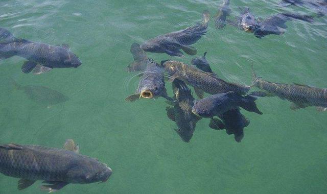 灵敏度|你是否真的会用“老头漂儿”？加粗尾浮漂到底会不会影响灵敏度？