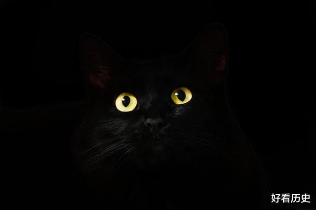 猫头鹰：古人告诉你，这些不祥之兆，代表着死亡临近