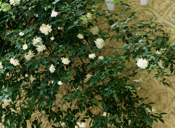 轮到你了|7月下旬吉星加身，4属相运势攀升，财路大开，生活处处有惊喜