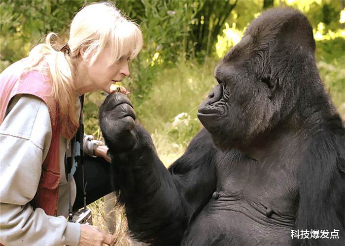 科学家@人类和猩猩会孕育后代吗?科学家曾找来5位姑娘,结果怎么样?