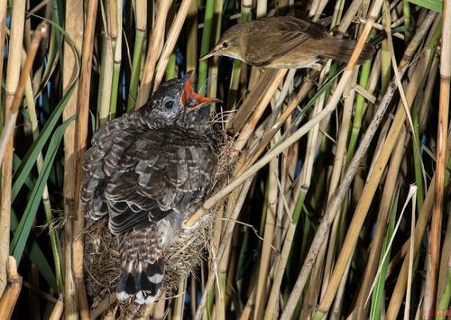 @布谷鸟,你可能常见,但它们的“卑劣”真面目,你未必了解