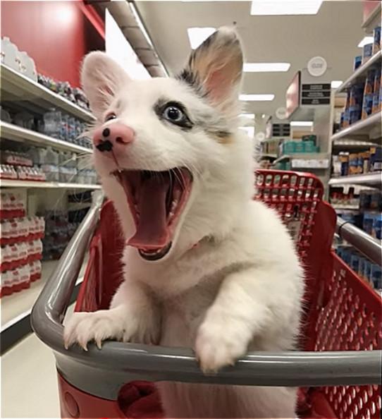 狗子第一次逛超市高兴的不得了，兴奋的表情可以拿来做表情包了