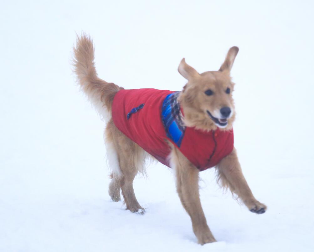 南京宠物旅游：趁时光正好，带着狗狗去旅行