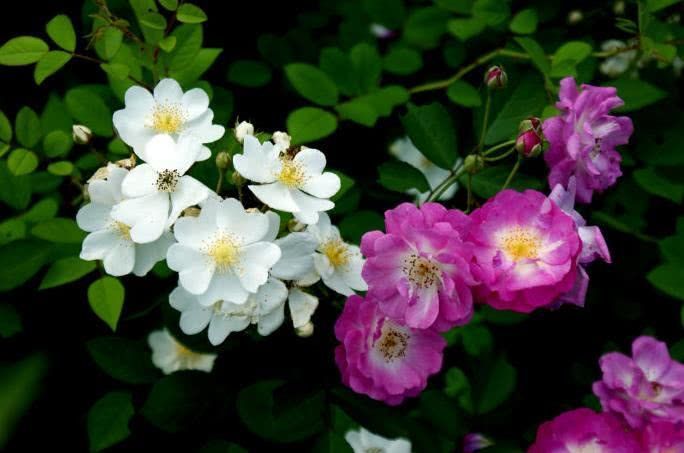 生肖|10月开始，有贵人助力，喜事一桩又一桩，财神眷顾的四大生肖