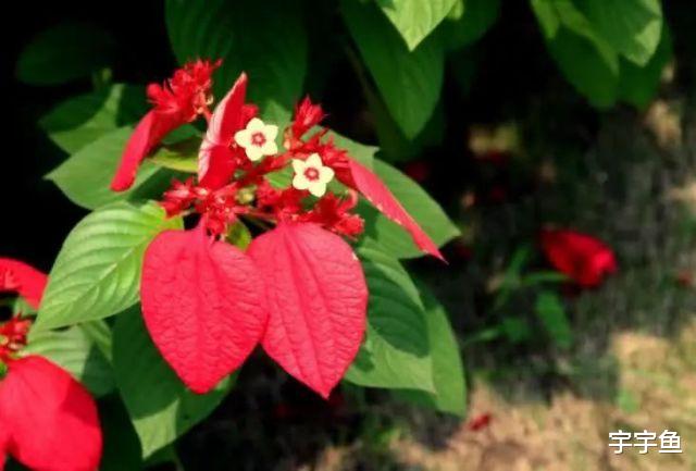 生肖|9月开始财运上佳，事业大顺，日子苦尽甘来的四大生肖