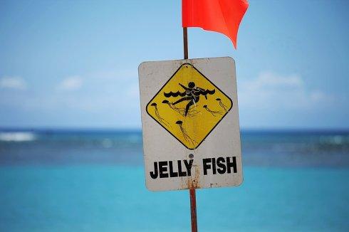 水母■地球上公认的最毒生物，比眼镜蛇毒200倍，夏天去海边当心遇见它