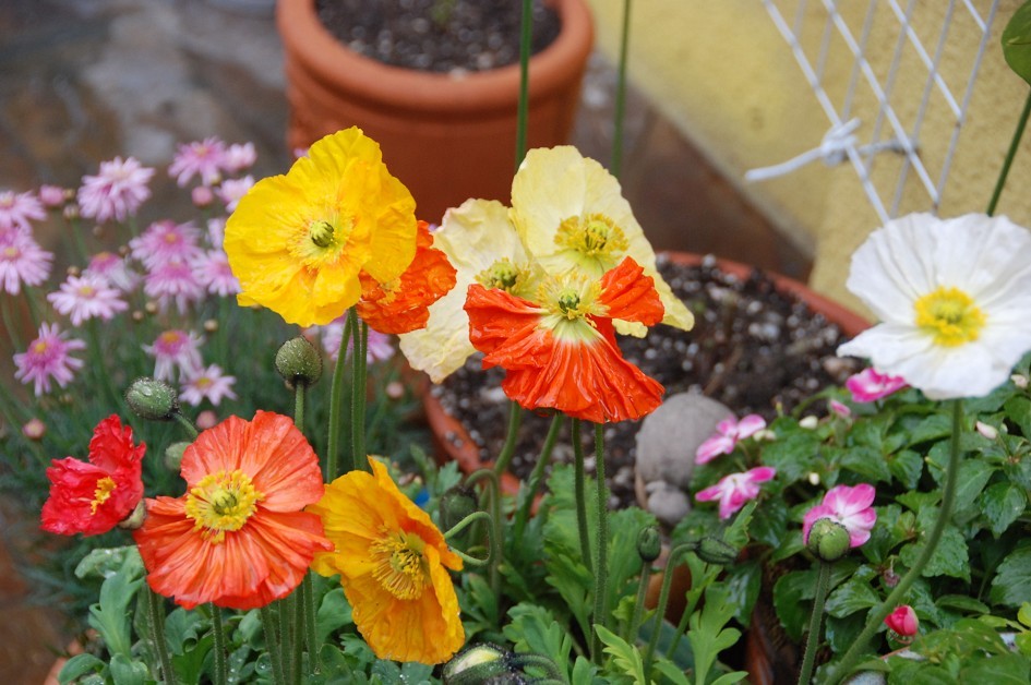 「」35㎡顶楼露台造园，不到一年，把家打造成了空中的“世外桃源”