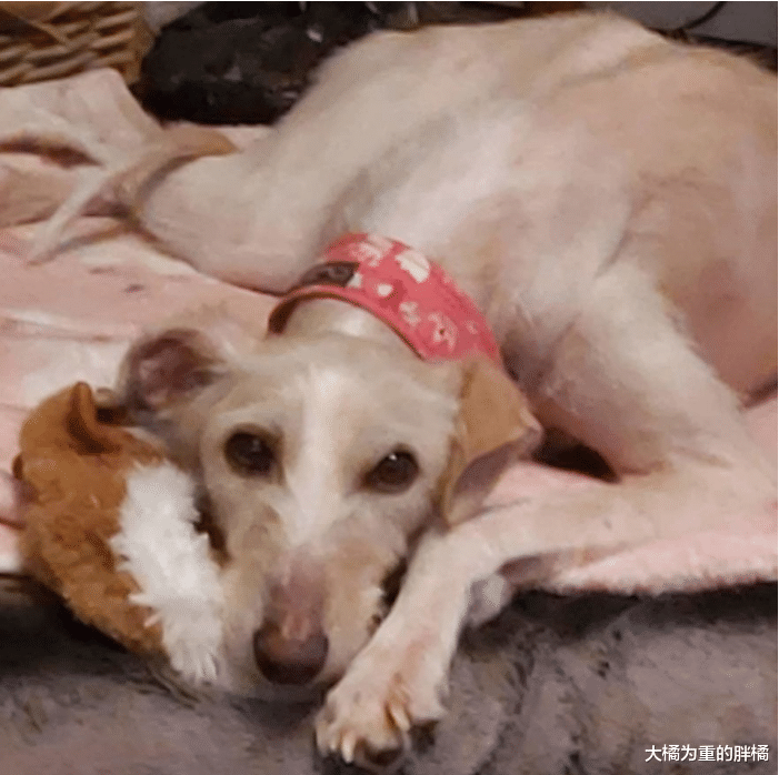 狗狗瘦得只剩皮包骨，将要奄奄一息，男子挖坑埋葬时却意外救了它